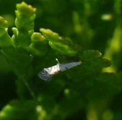 Argyresthia thuiella