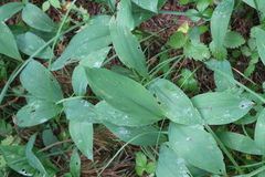 Convallaria majalis