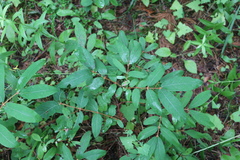 Lonicera caerulea