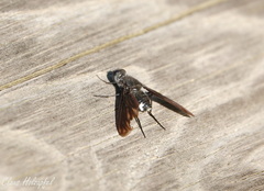 Anthrax aterrimus
