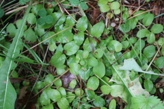 Lysimachia nummularia