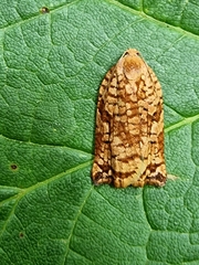 Archips oporana