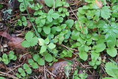 Lysimachia nummularia