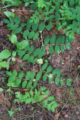 Astragalus glycyphyllos