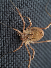 Lacinius ephippiatus