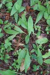 Plantago media