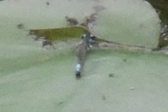 Ischnura kellicotti