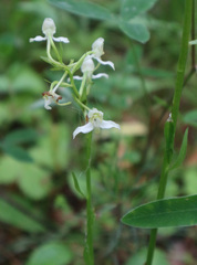 Platanthera chlorantha