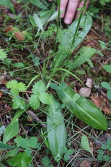 Platanthera chlorantha