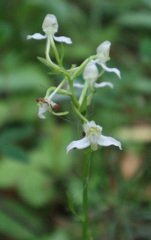 Platanthera chlorantha