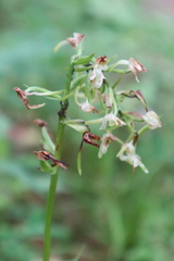 Platanthera chlorantha