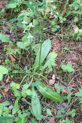 Platanthera chlorantha