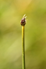 Trichophorum pumilum