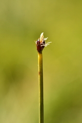 Trichophorum pumilum