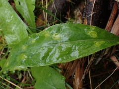 Puccinia cnici-oleracei