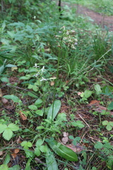 Platanthera chlorantha