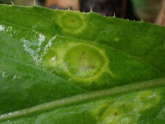 Puccinia cnici-oleracei