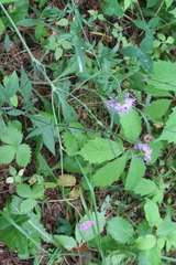 Knautia arvensis