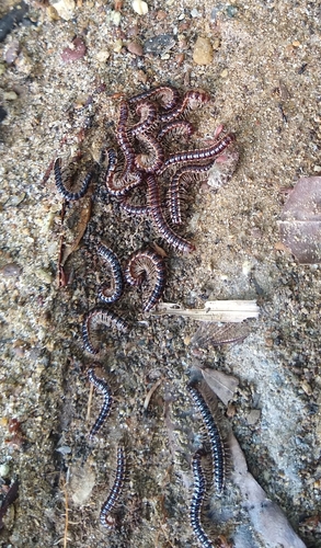 Greenhouse millipede