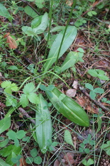 Platanthera chlorantha