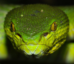 Trimeresurus erythrurus