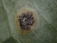 Puccinia cnici-oleracei