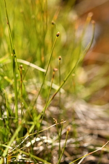 Trichophorum pumilum