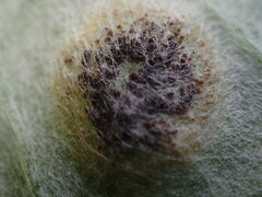 Puccinia cnici-oleracei