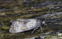 Neocochylis dubitana