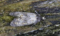 Neocochylis dubitana