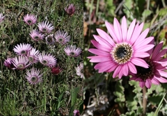 Arctotis bellidifolia