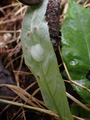 Puccinia cnici-oleracei