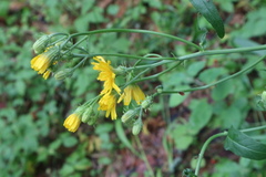 Picris hieracioides