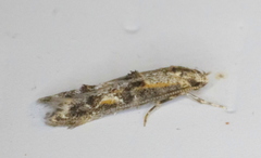 Blastodacna atra