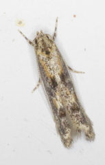 Blastodacna atra