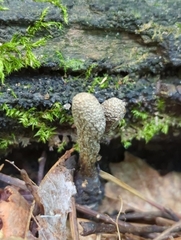 Xylaria ellisii