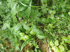 Puccinia cnici-oleracei