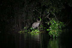 Prionailurus viverrinus viverrinus