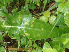 Puccinia cnici-oleracei