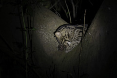 Prionailurus viverrinus viverrinus