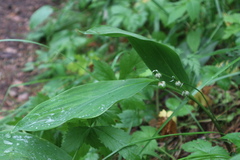 Convallaria majalis
