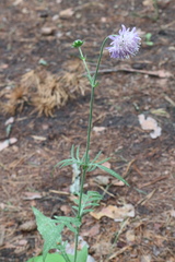 Knautia arvensis