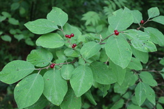 Lonicera xylosteum