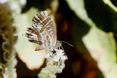 Cacyreus marshalli