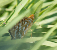 Argynnis adippe