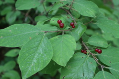 Lonicera xylosteum