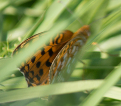 Argynnis adippe