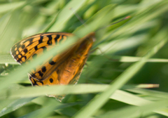 Argynnis adippe