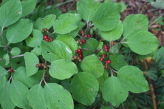 Lonicera xylosteum
