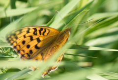 Argynnis adippe